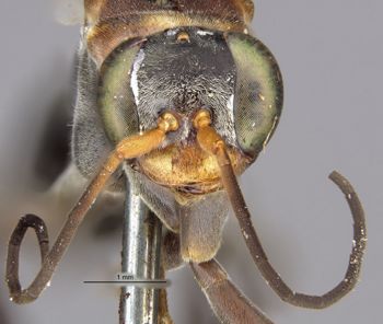 Media type: image;   Entomology 26598 Aspect: head frontal view